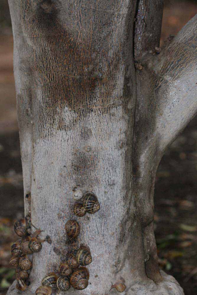           Bark (Riverside, CA)   